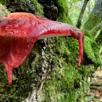 Fungi category winner - Lou Slack, 'After the Rain'