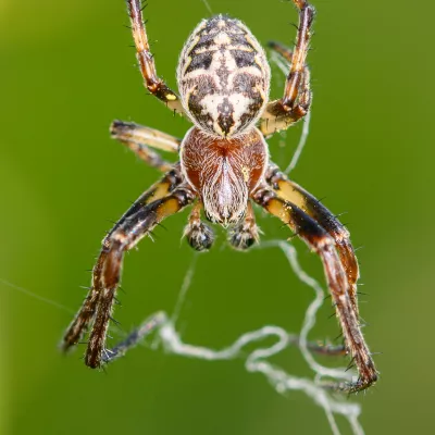 Animals category winner - Darren Hammond, 'Hanging in There'