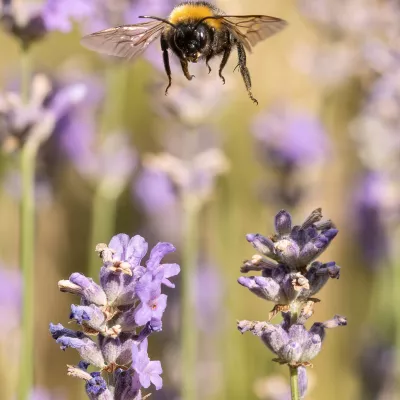 Insects category winner - Jonathan Guthrie, 'The Agony of Choice'