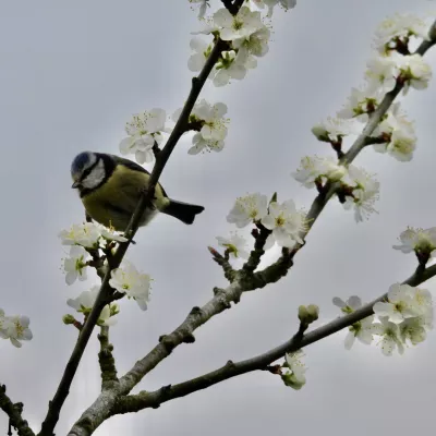 Kids category commendation - Catherine Warman, 'Blue Tit'