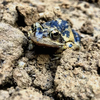 Kids category winner - Russel Gomes, 'Ribbit'