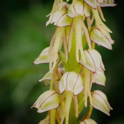 Plants commendation - Brian Tabor, 'Man Orchid Up Close'