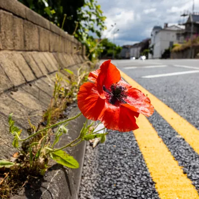 Plants category winner - David Watson, 'Nature Finds a Way'