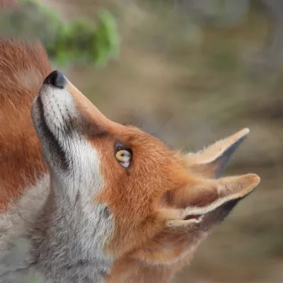 Unedited photo category winner - Leura Musselwhite-Dale, 'Dungeness Fox'