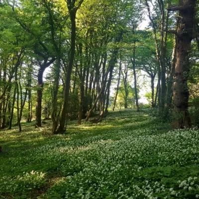 Quarry Wood showing woodland habitat