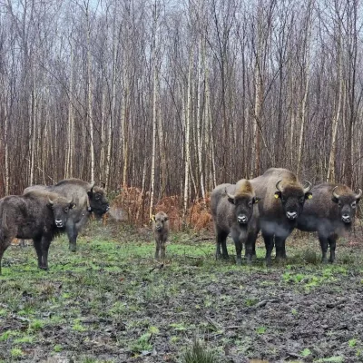 The bison herd at the Blean, with a calf in the middle.