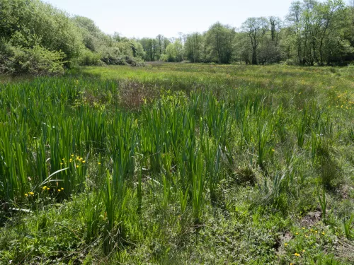 Purple moor-grass and rush pasture