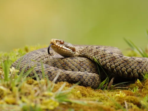 Adder