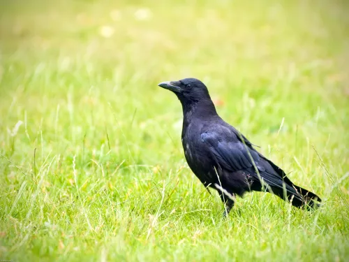 Carrion crow