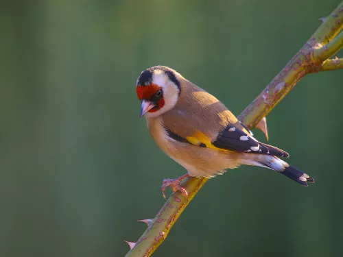 Goldfinch on a branch showing its striking gold and red colouration