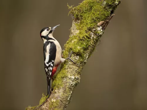 Great spotted woodpecker