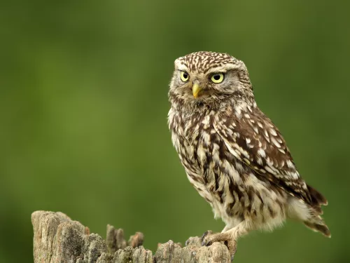 Little owl