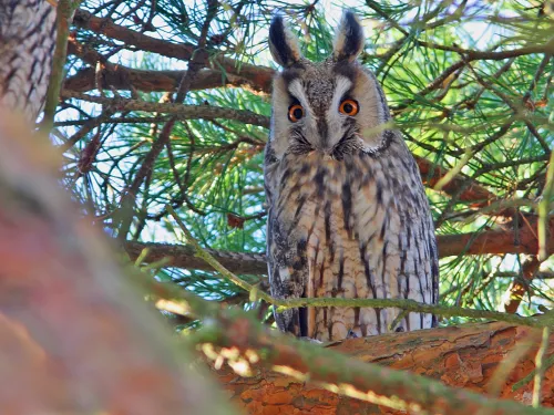 Long-eared owl