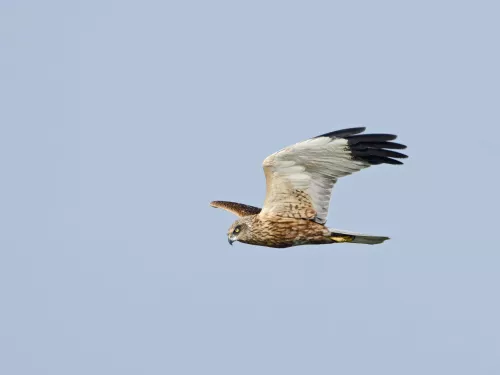 Male marsh harrier