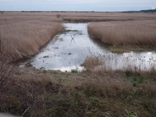 Reedbed