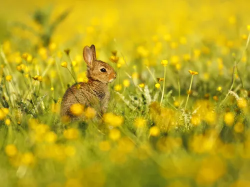 Rabbit kit