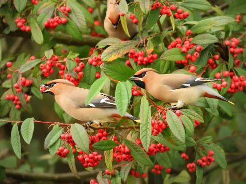 Waxwing