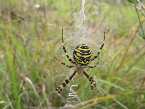 Wasp Spider