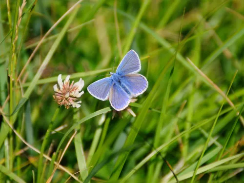 Common Blue butterfly male