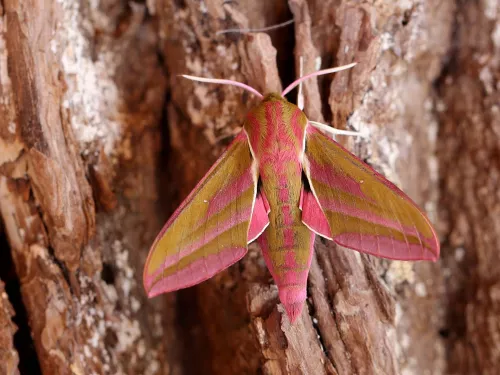 Elephant Hawk-moth