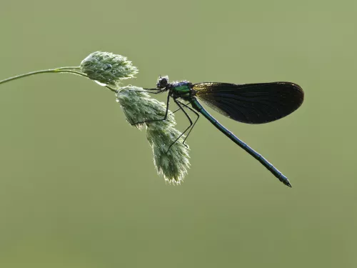 Male Beautiful Demoiselle