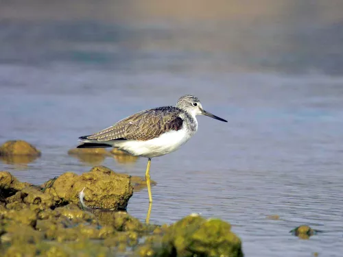 Greenshank