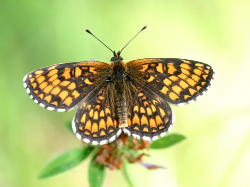 Heath fritillary butterfly with its wings spread as it perches on a flower head