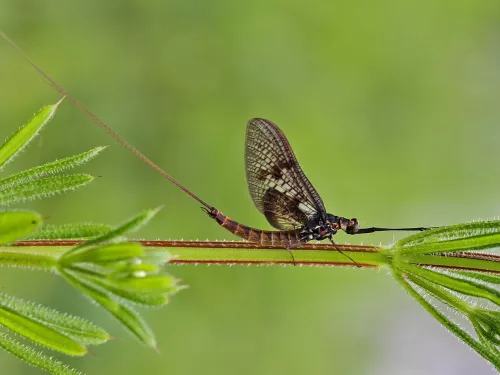 Common Mayfly