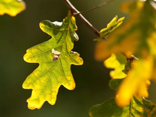 English Oak