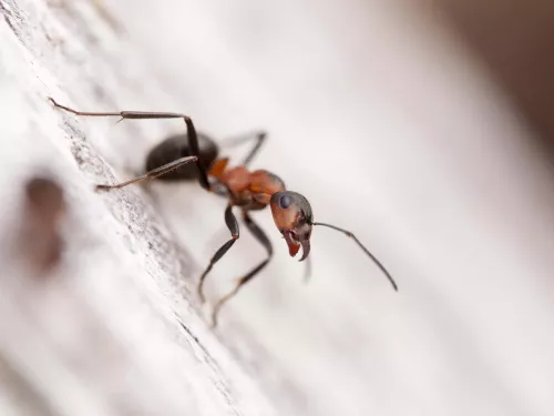 Southern Wood Ant