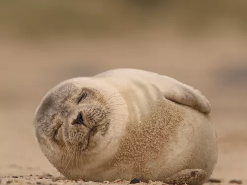 Common Seal pup sleeping on the beach