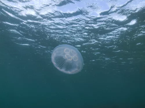 Moon Jellyfish