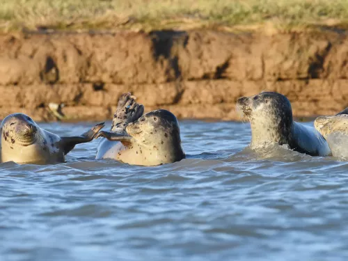 A group of common seals together in the sea.