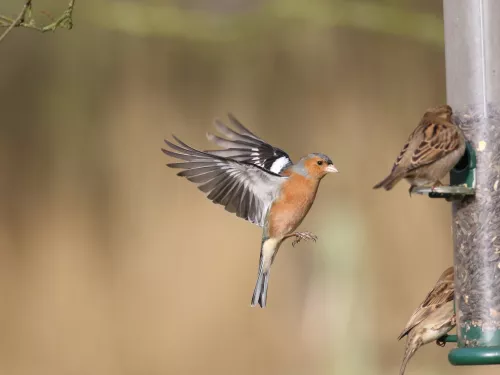 Male chaffinch in flight - Image via www.vinehousefarm.co.uk