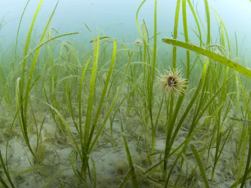 Common eelgrass