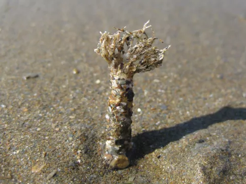 Sand mason worm