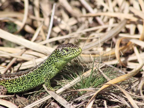 Sand lizard