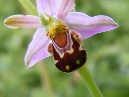 Bee orchid close up so you can see the landing strip that looks similar to a bee in appearance