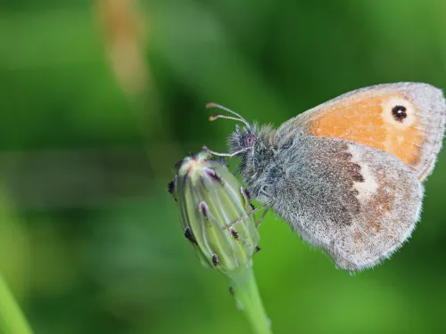 Small heath