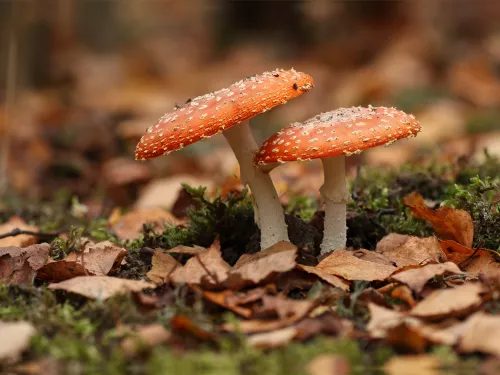 Fly Agaric Fungi 04 Greg Hitchcock