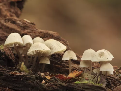 bonnet mushrooms on a log