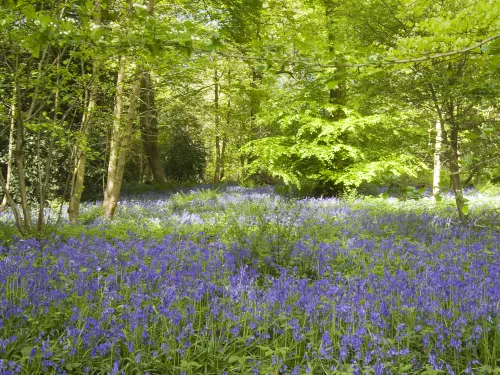 Bluebells Downe Bank