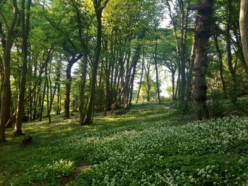 Woodland near Park Gate Down