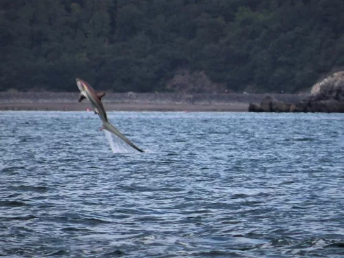 Thresher shark leaping from the water