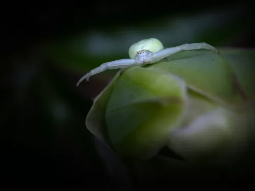 crab spider in close up sat on a piece of plant vegetation. You can see the hairs on its legs and mandibles