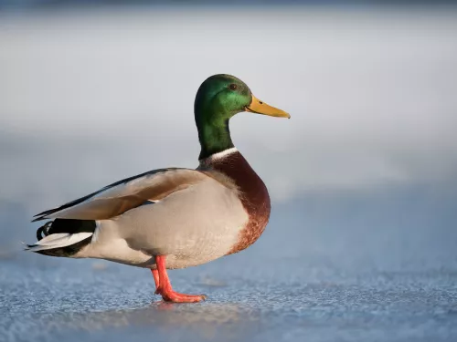 Male Mallard Duck