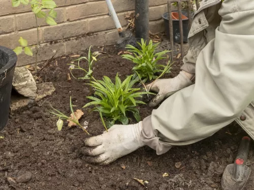 gardening 