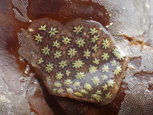 Star ascidian