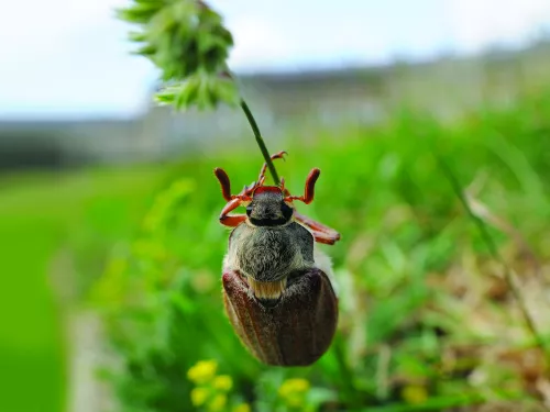 cockchafer climbing up a plant stalk