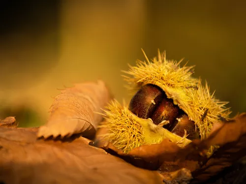 Sweet chestnut